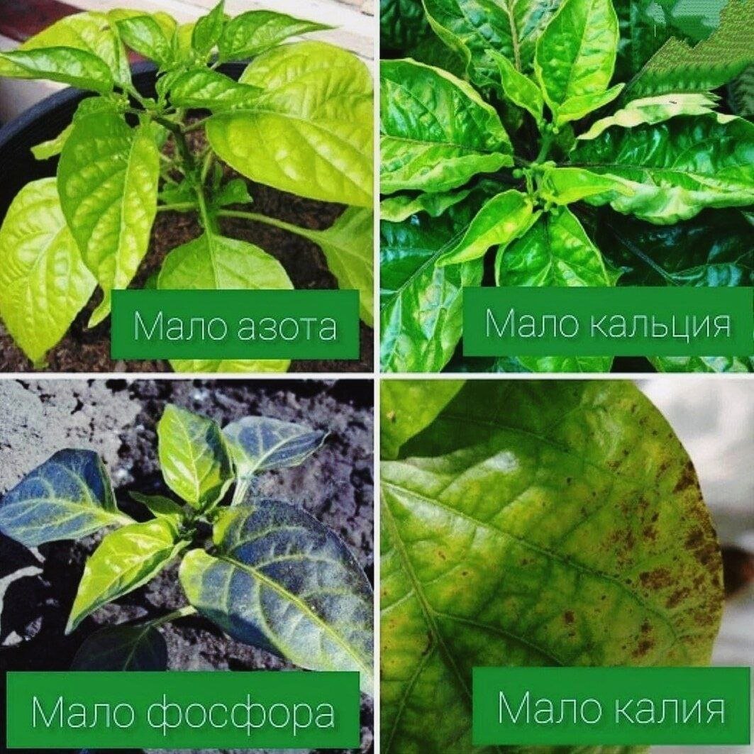 Вредители на листьях перцев