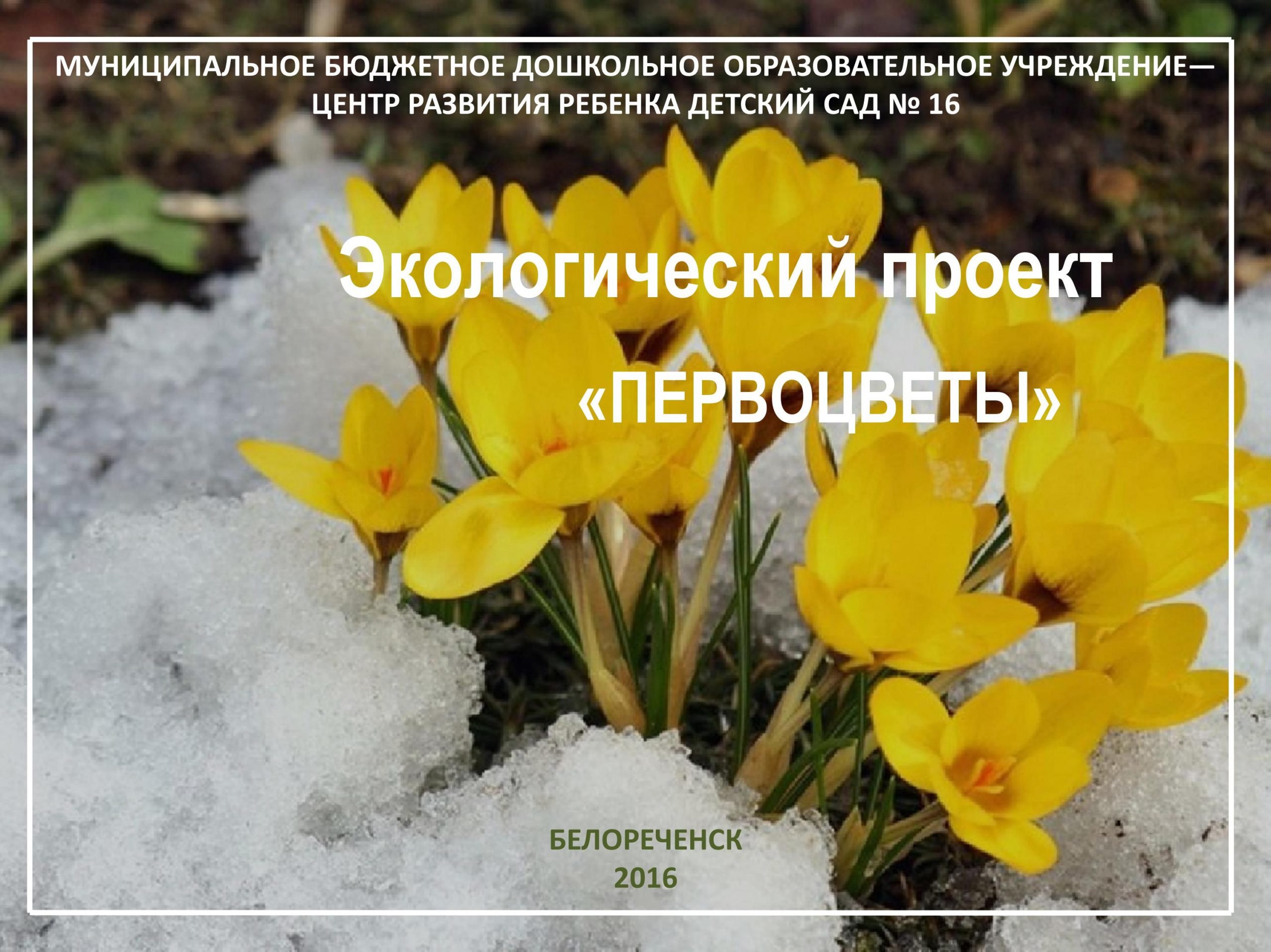 День первых цветов. Пролеска желтая. Бойчечак. Желтые первоцветы крокусы. Апрель желтые первоцветы.