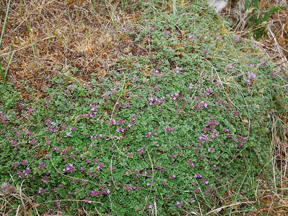 Тимьян это. Тимьян Зарафшанский. Тимьян Комарова (Thymus komarovii ). Тимьян блошницевидный. Тимьян ползучий Луговой.