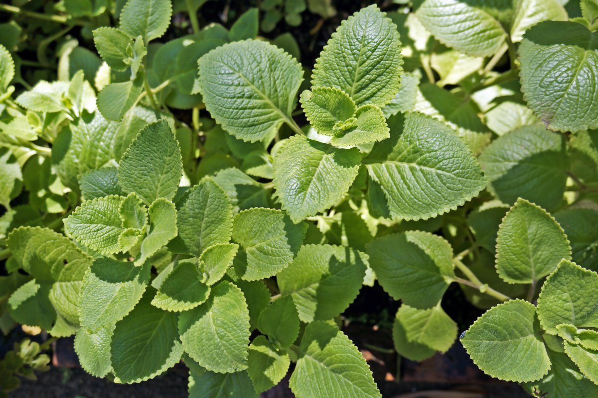 Плектрантус Cuban Oregano