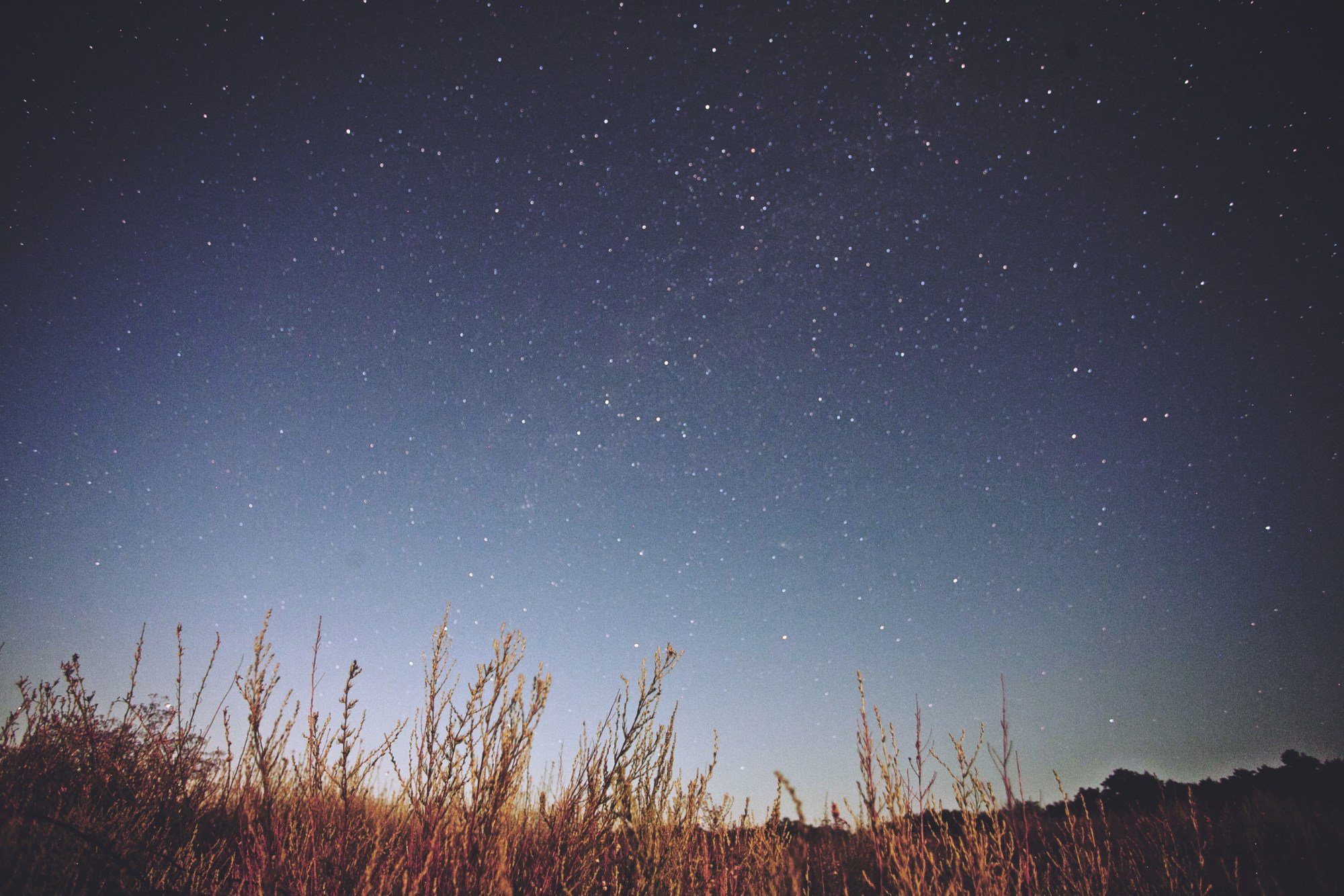 Звездное небо в поле. Ночное небо в поле. Звезда полей. Звездное поле. Звезды над полем.