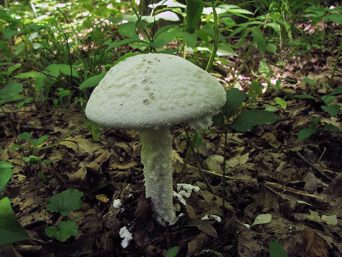 Как выглядит белый. Мухомор шишковидный Amanita. Белый мухомор шишковидный. Гриб мухомор шишкообразный. Мухомор широко образный.