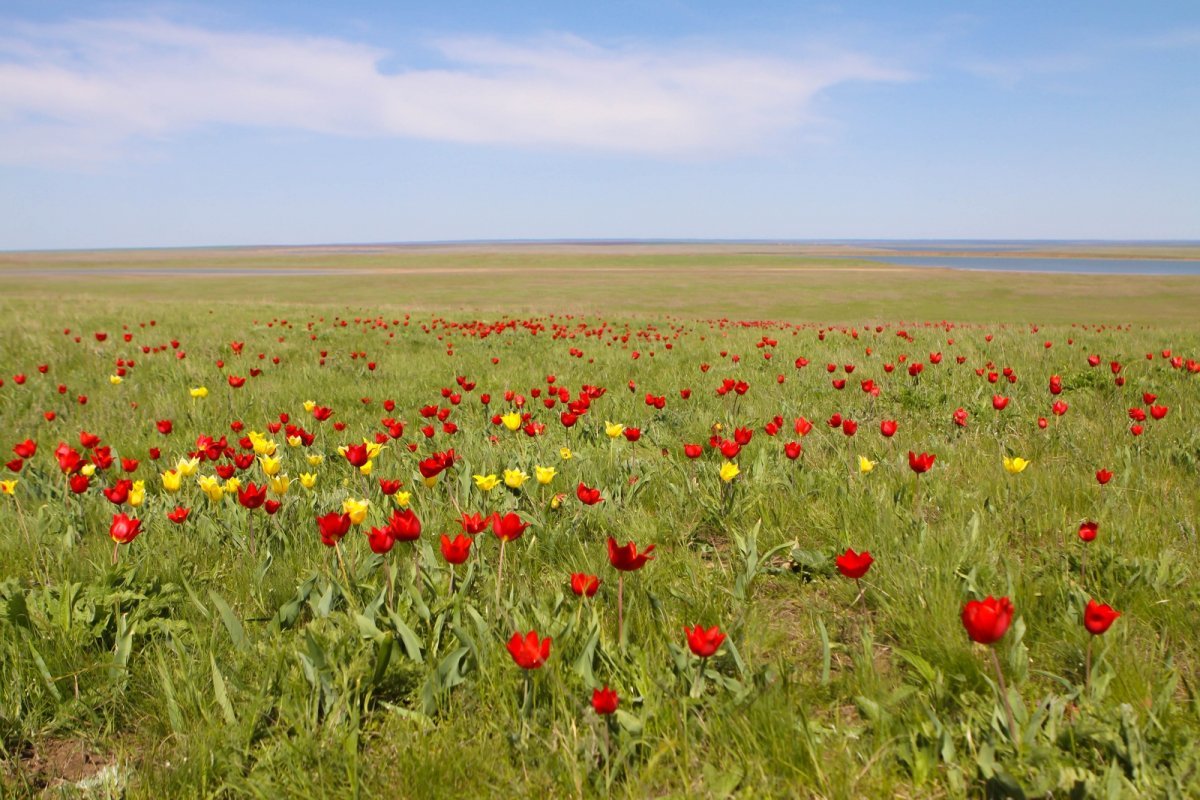 Сарыозекская степь