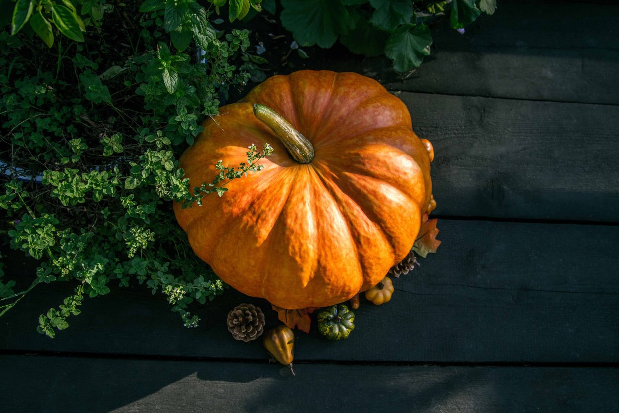 Тыква сверху