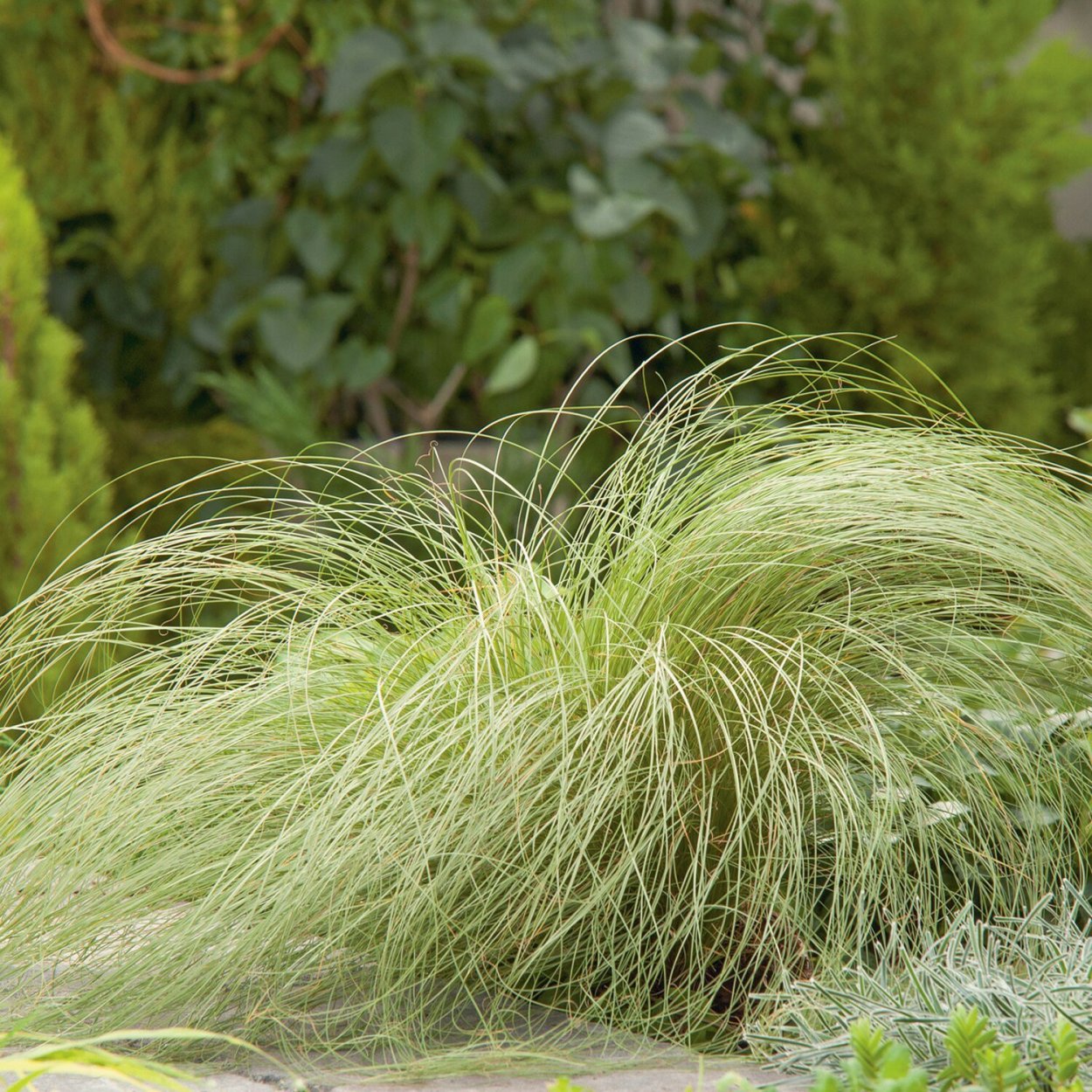 Осока власовидная