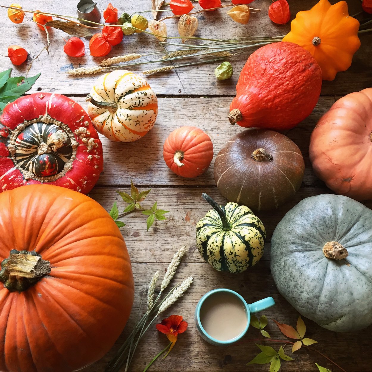 Листья тыквы