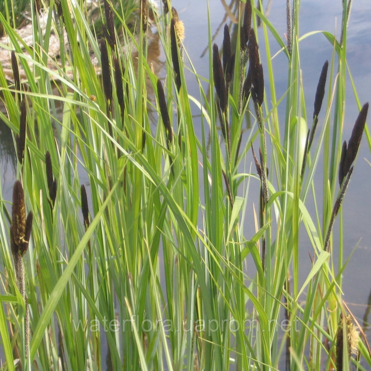 Осока поникающая