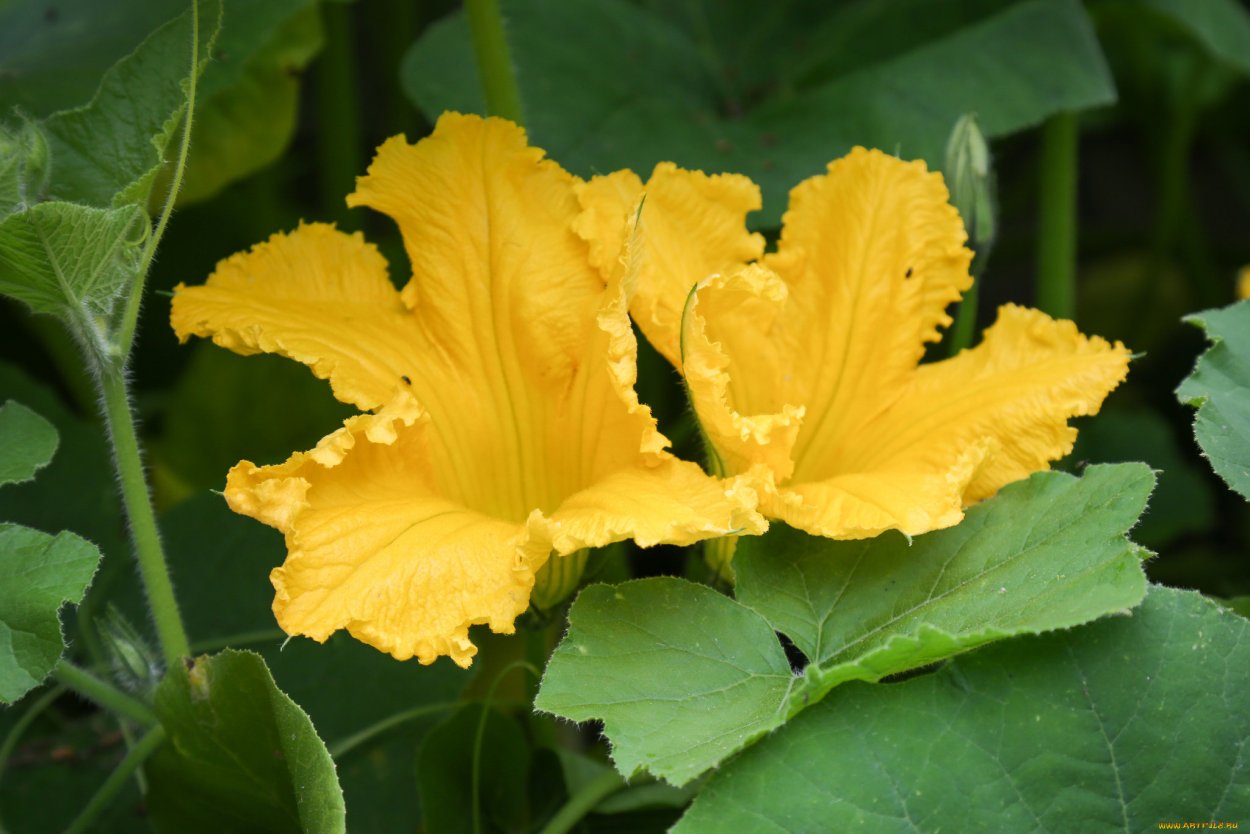 Соцветие тыквенных