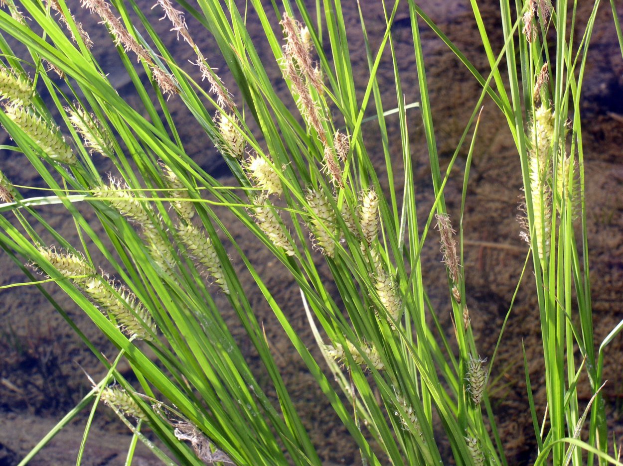 Осока Полевая