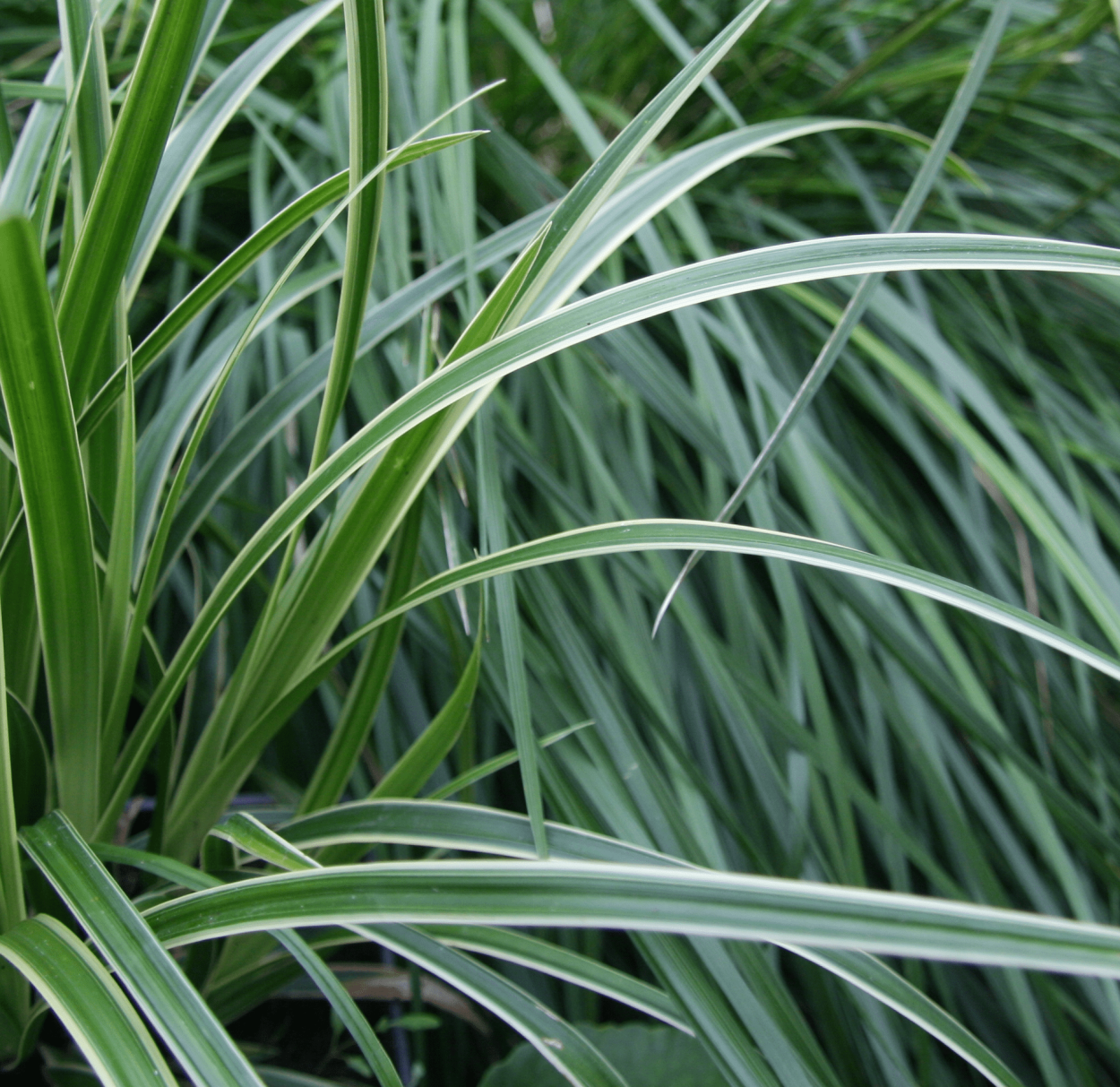 Осока Морроу (Carex morrowii )