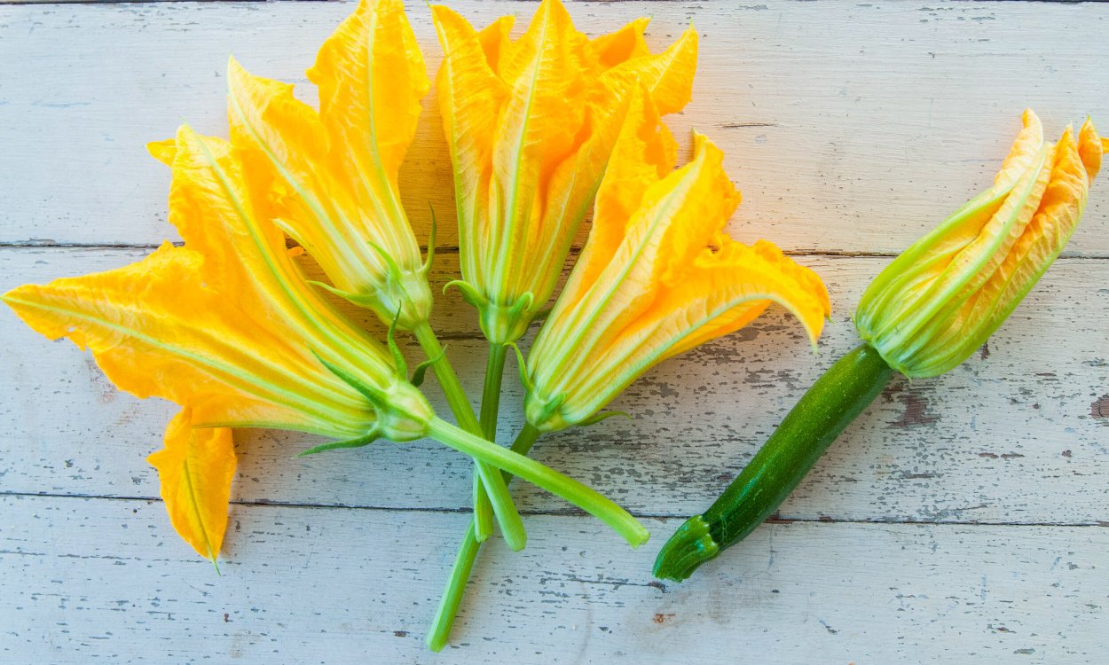 Мужской цветок кабачка