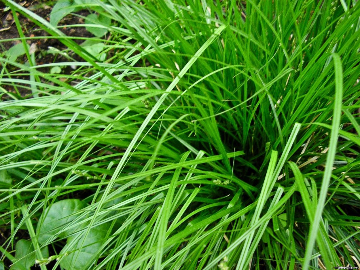 Осока волосистая Лесная