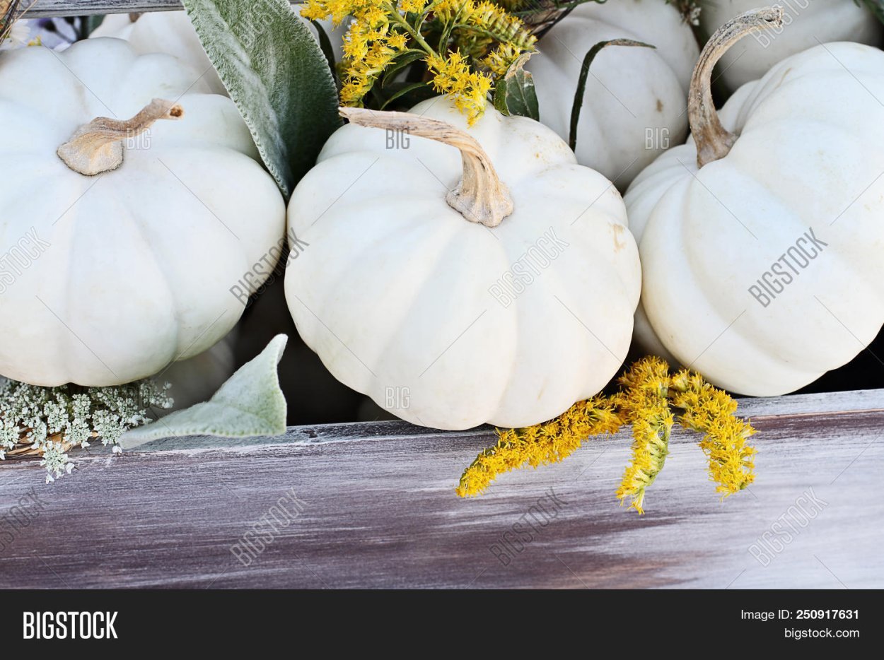 Белые тыквы ящики