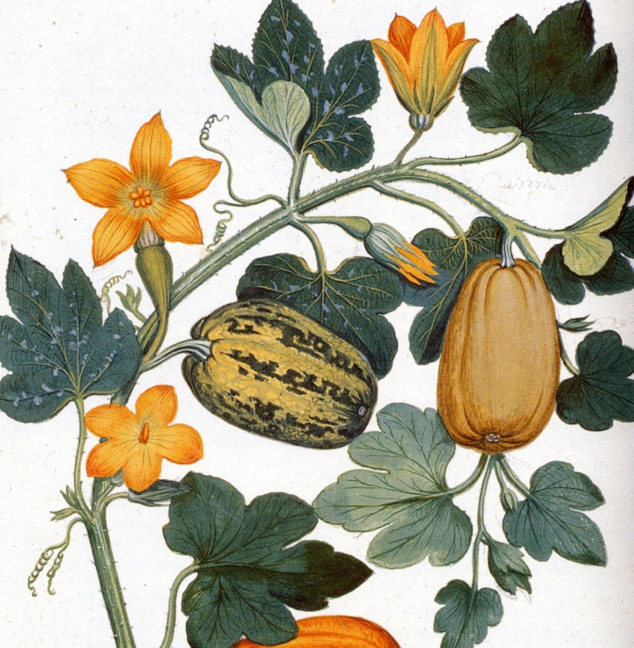 Тыква Ботаническая иллюстрация