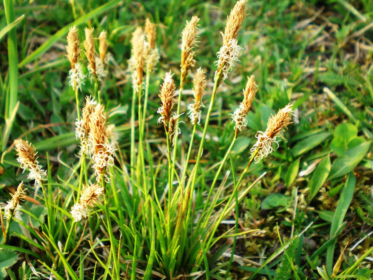 Осока гвоздичная