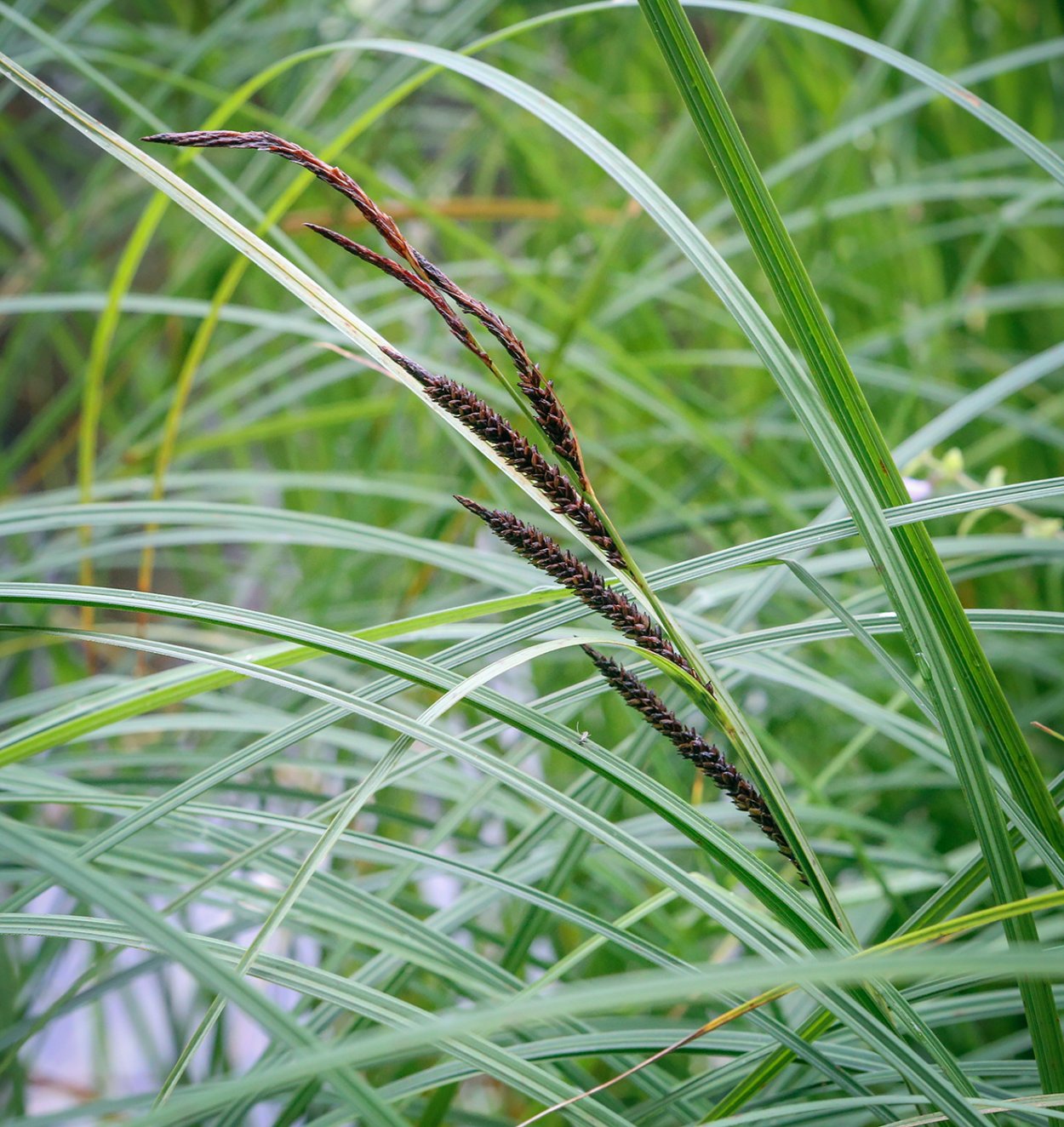 Осока острая (Carex acuta)