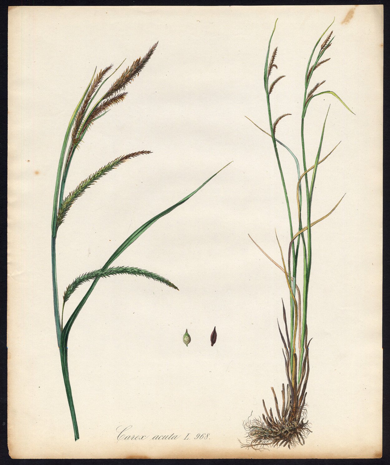 Райграс бульбоносный variegatum