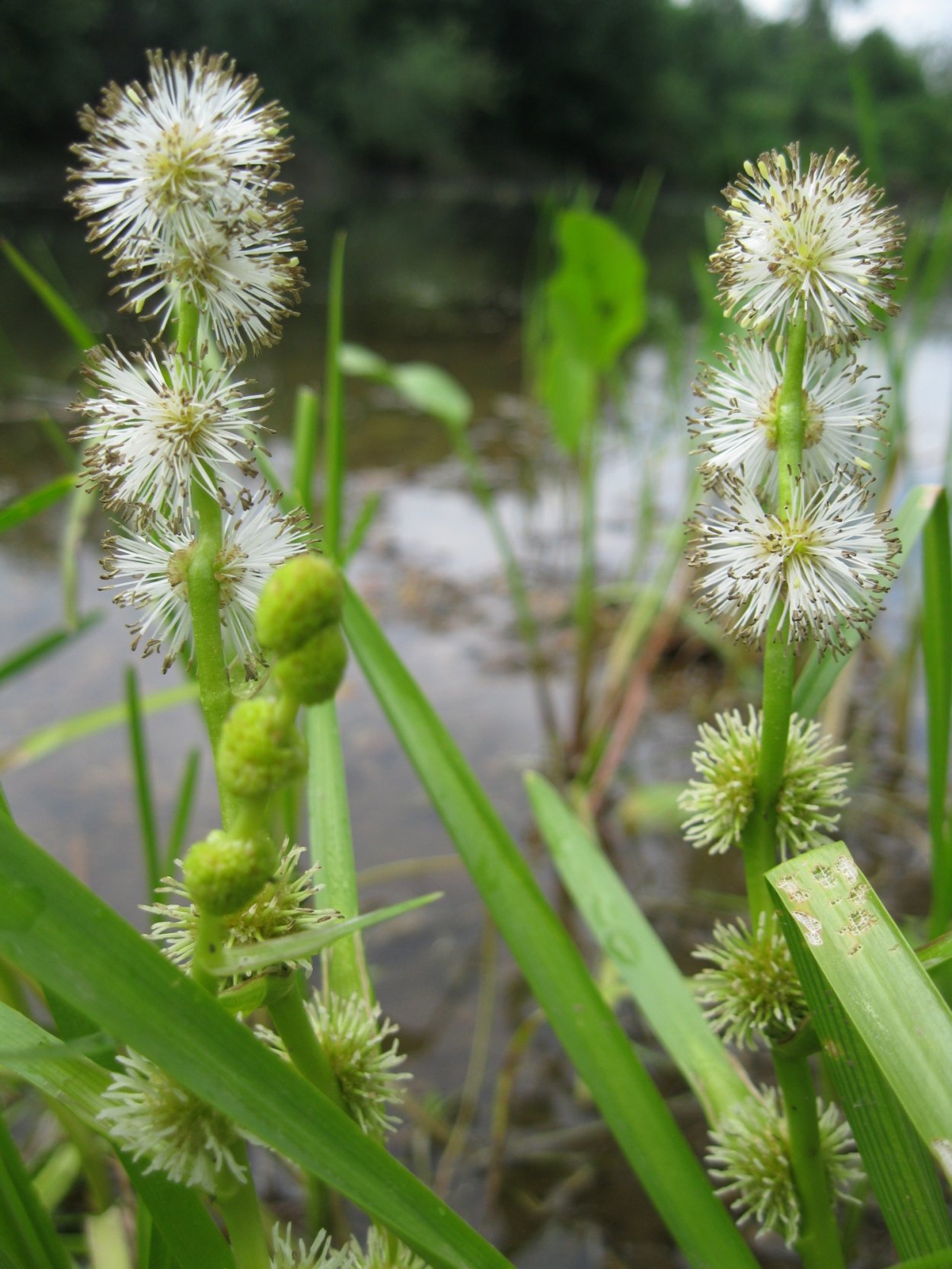 Осока Болотная