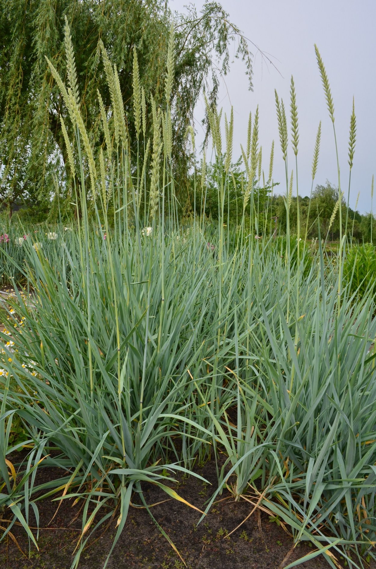 Осока цветение