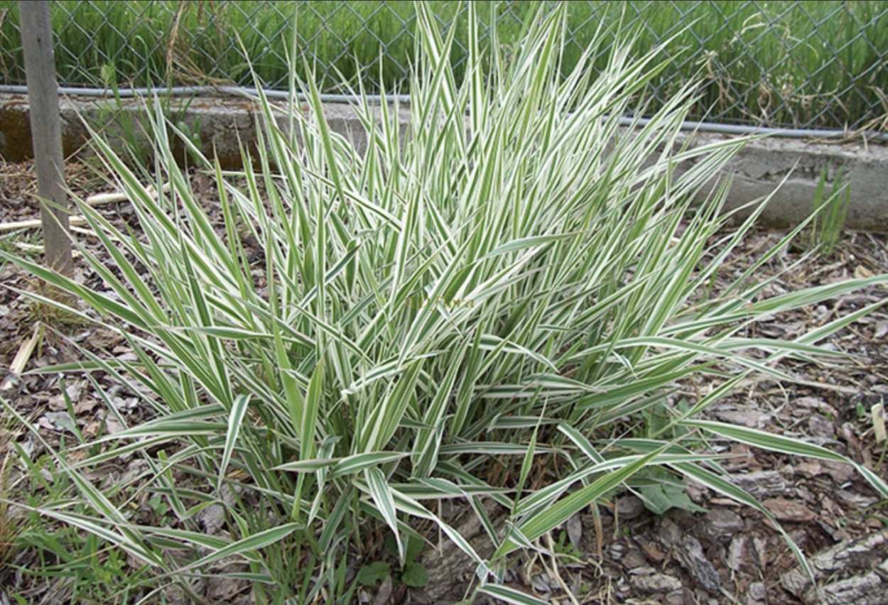 Осока Морроу (Carex morrowii )