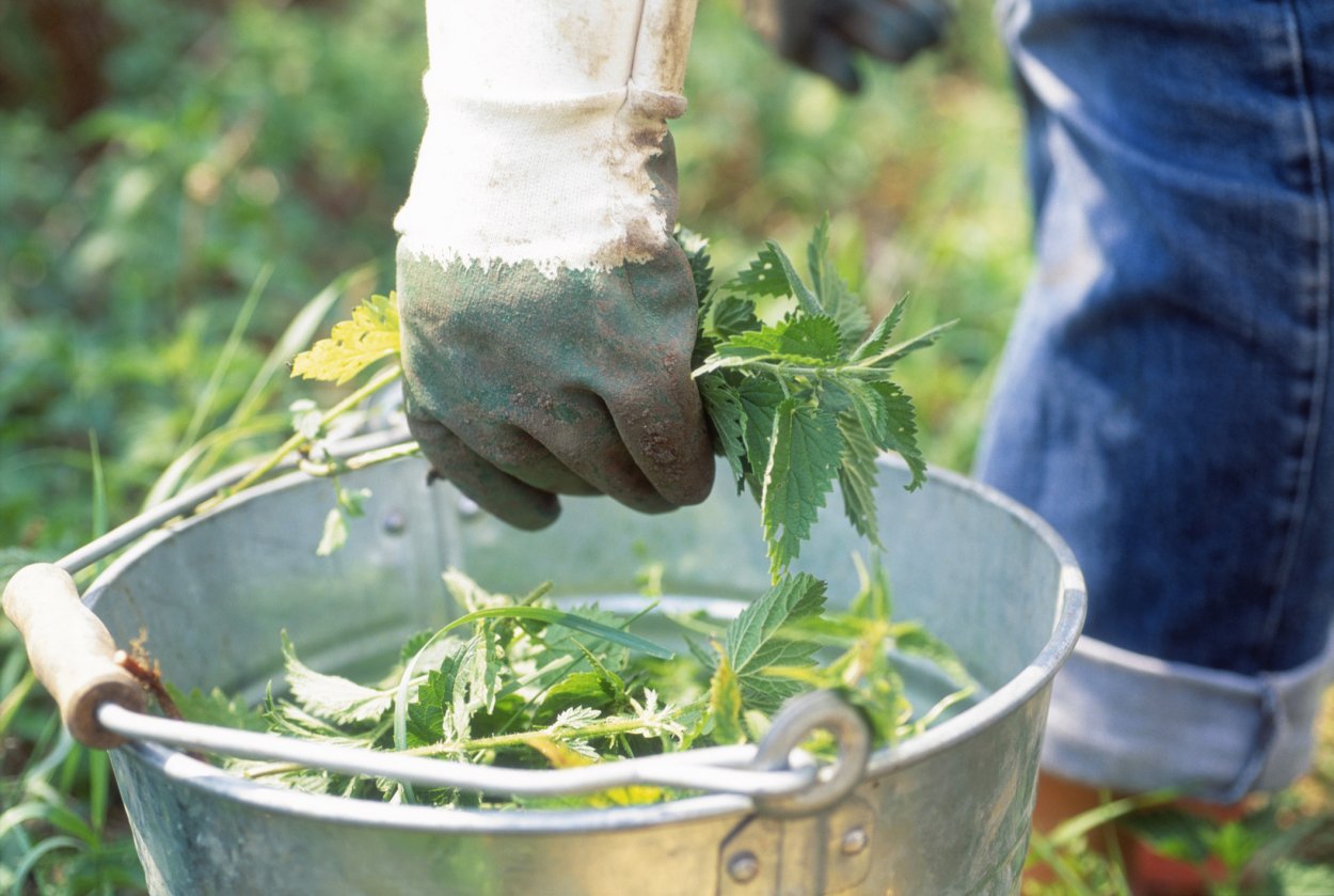 Бодяк полевой листья