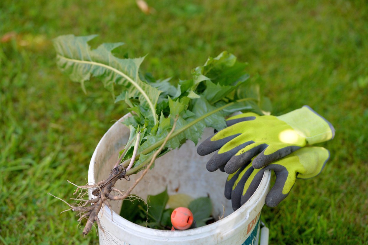 Осот огородный сорняк