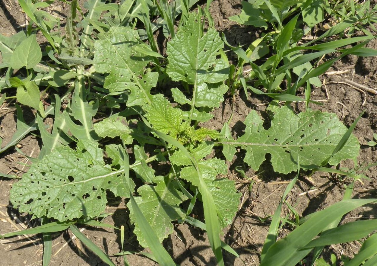 Горец птичий Polygonum aviculare всходы