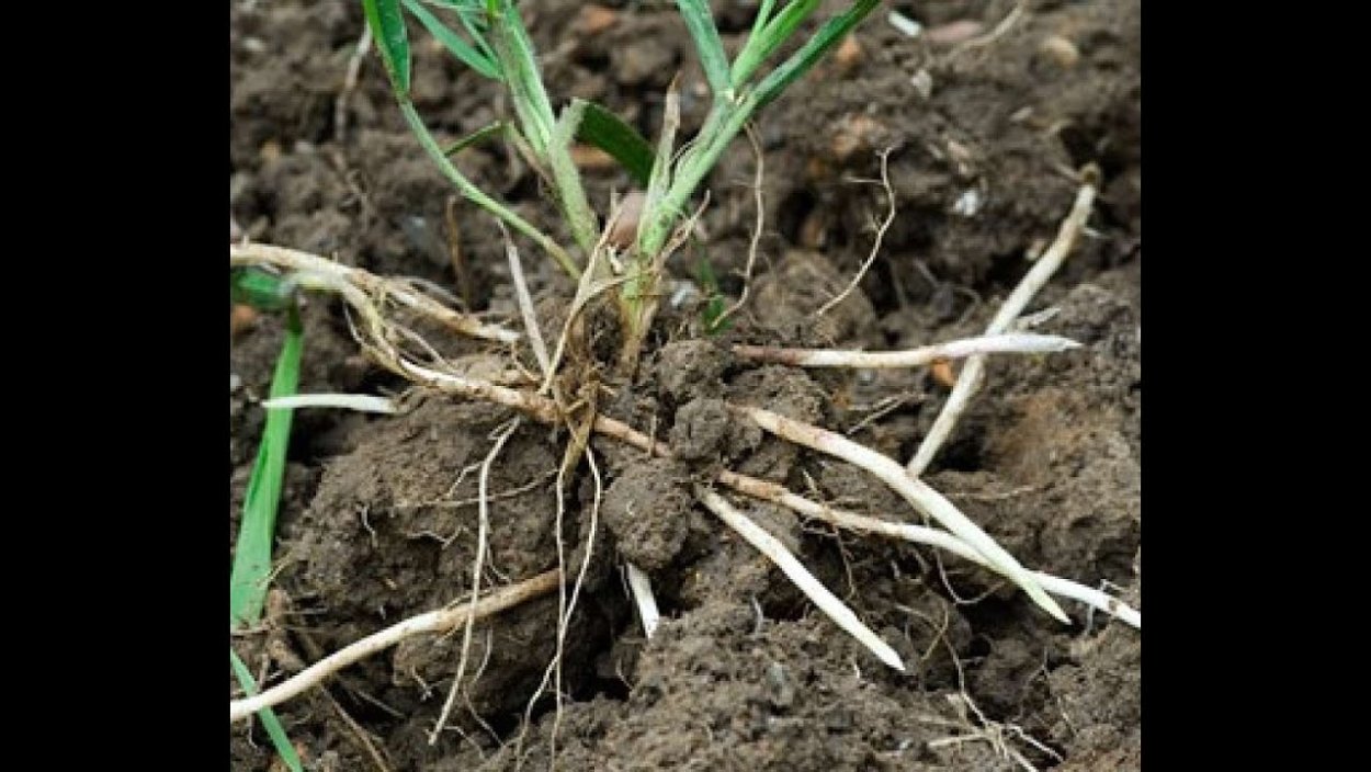 Борьба с сорняками на огороде