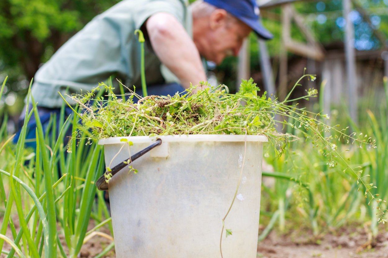 Мокрица прополка