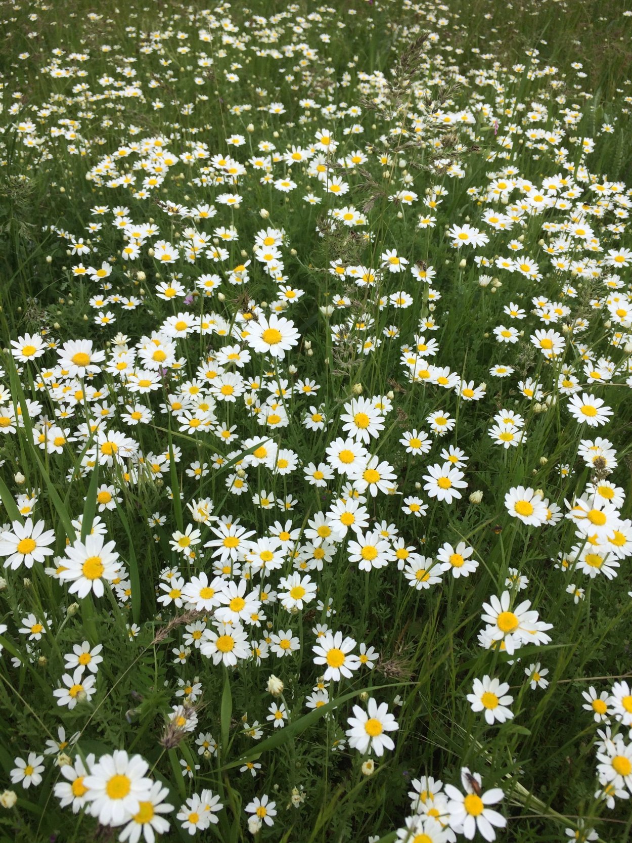 Ромашка дикорастущая