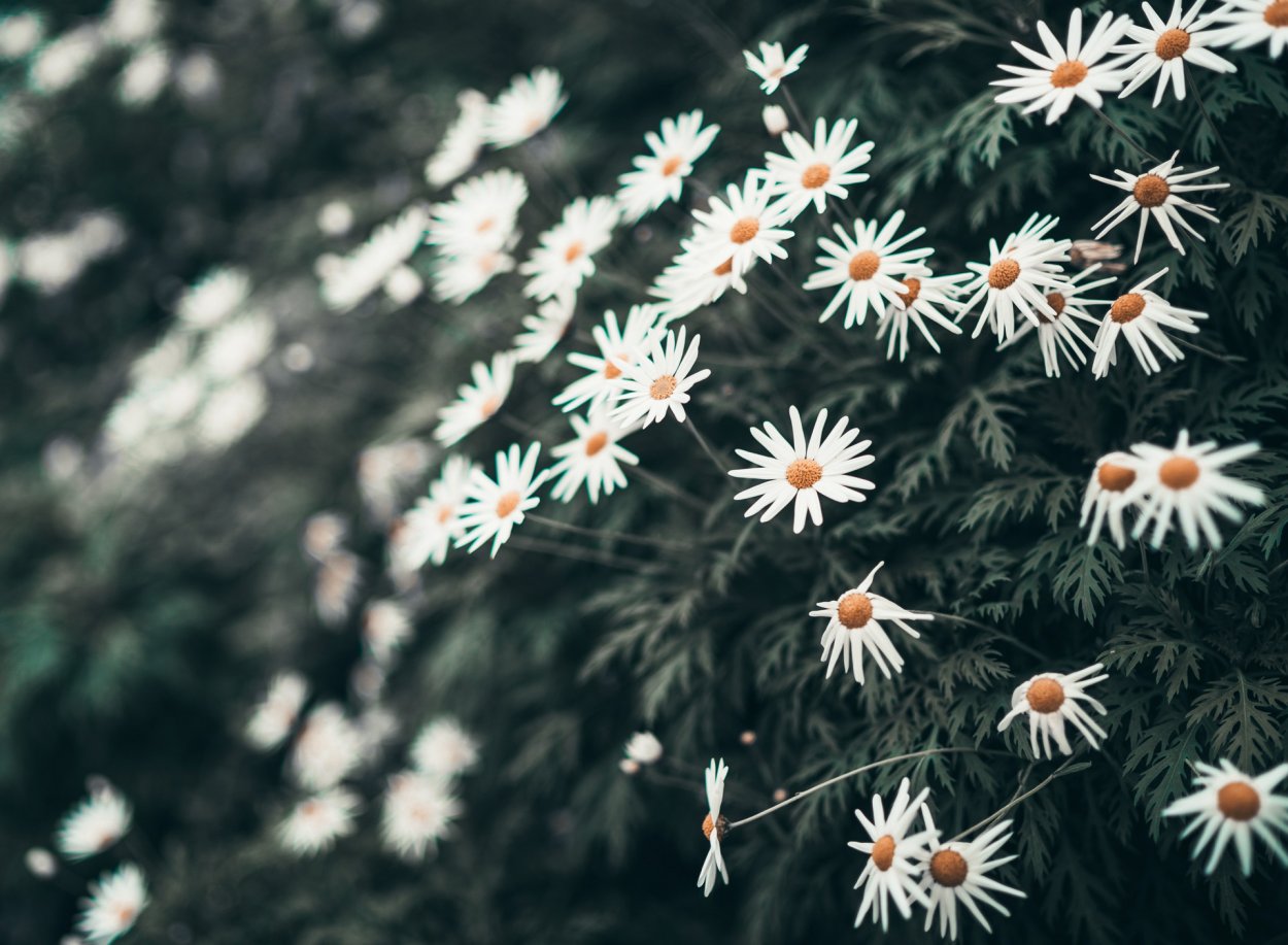 Ромашки на рабочий стол