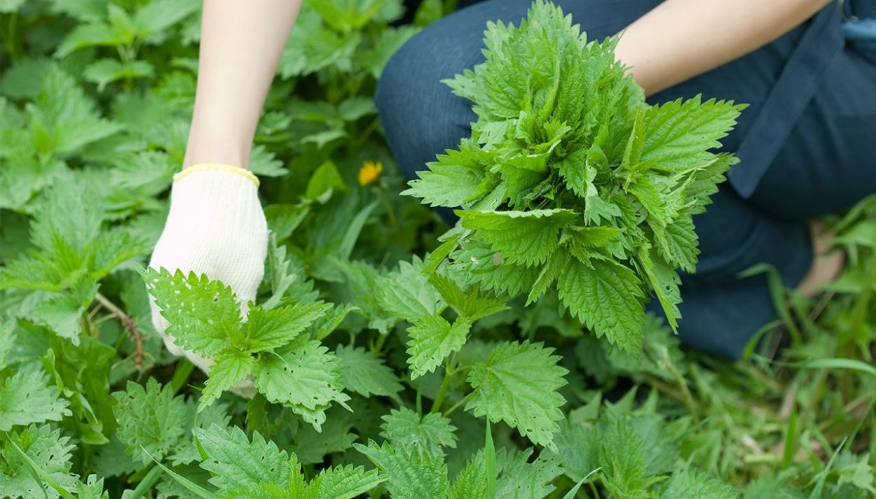 Пырей ползучий корень