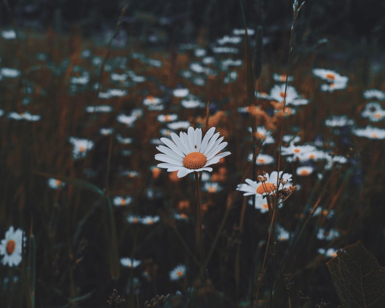 Лето Эстетика