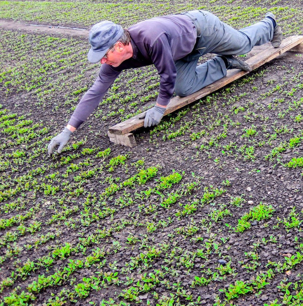 Выпалывание сорняков
