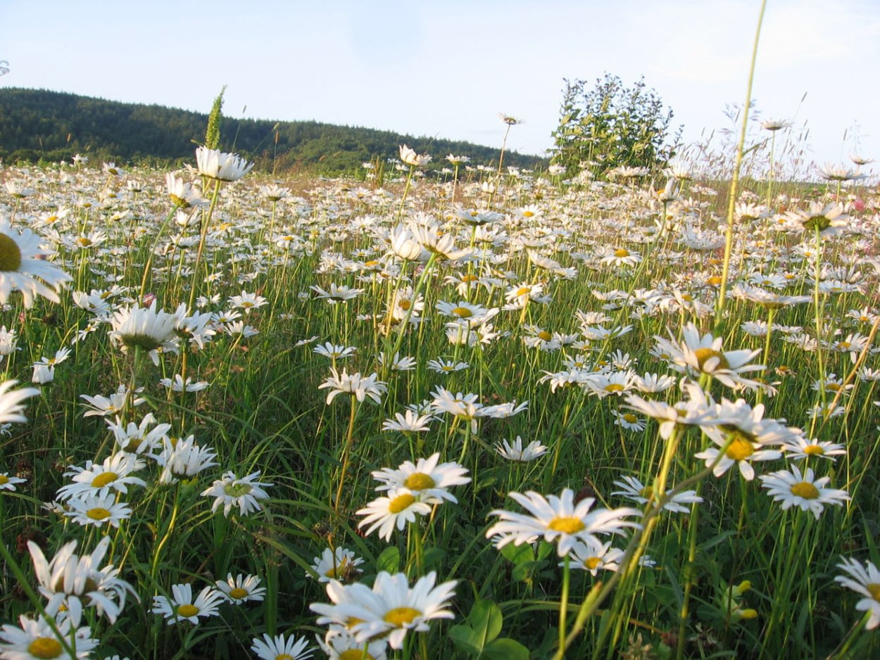 Сибирская дикорастущая Ромашка