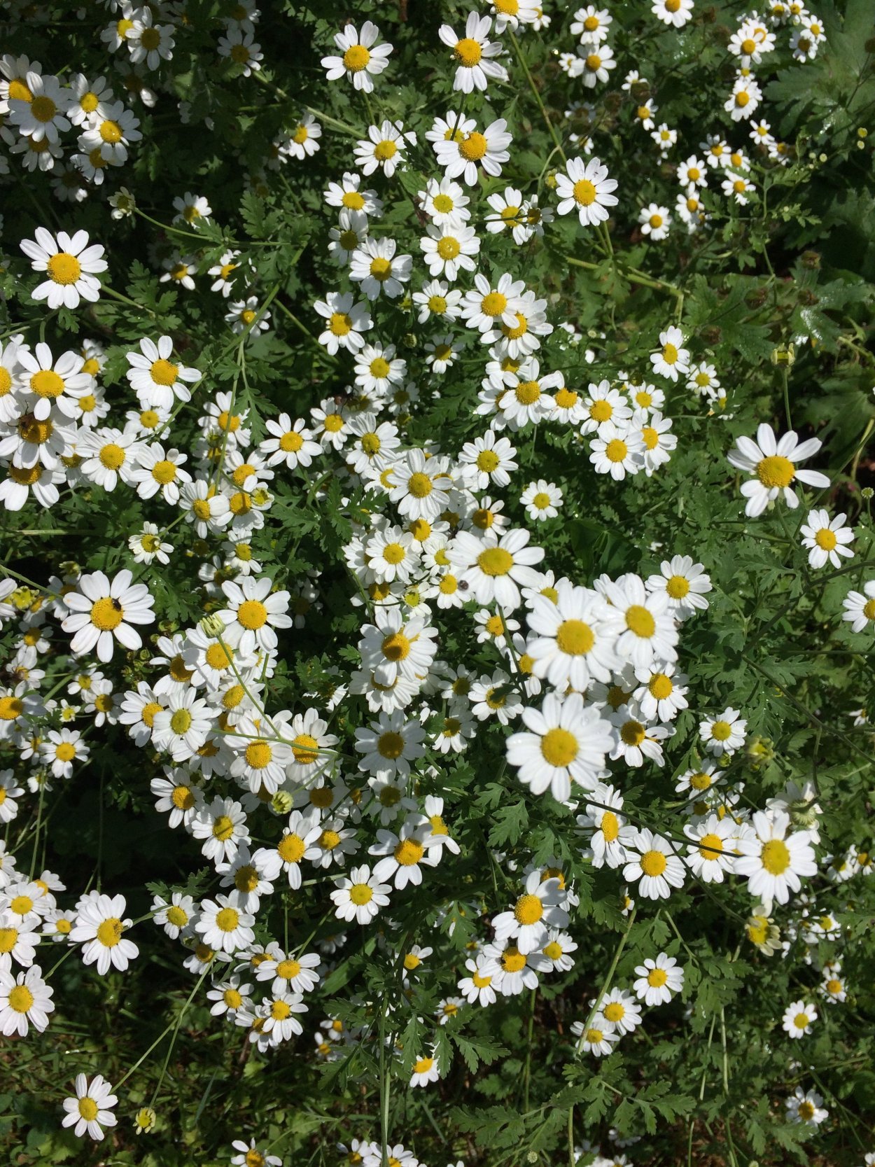 Ромашка дикорастущая