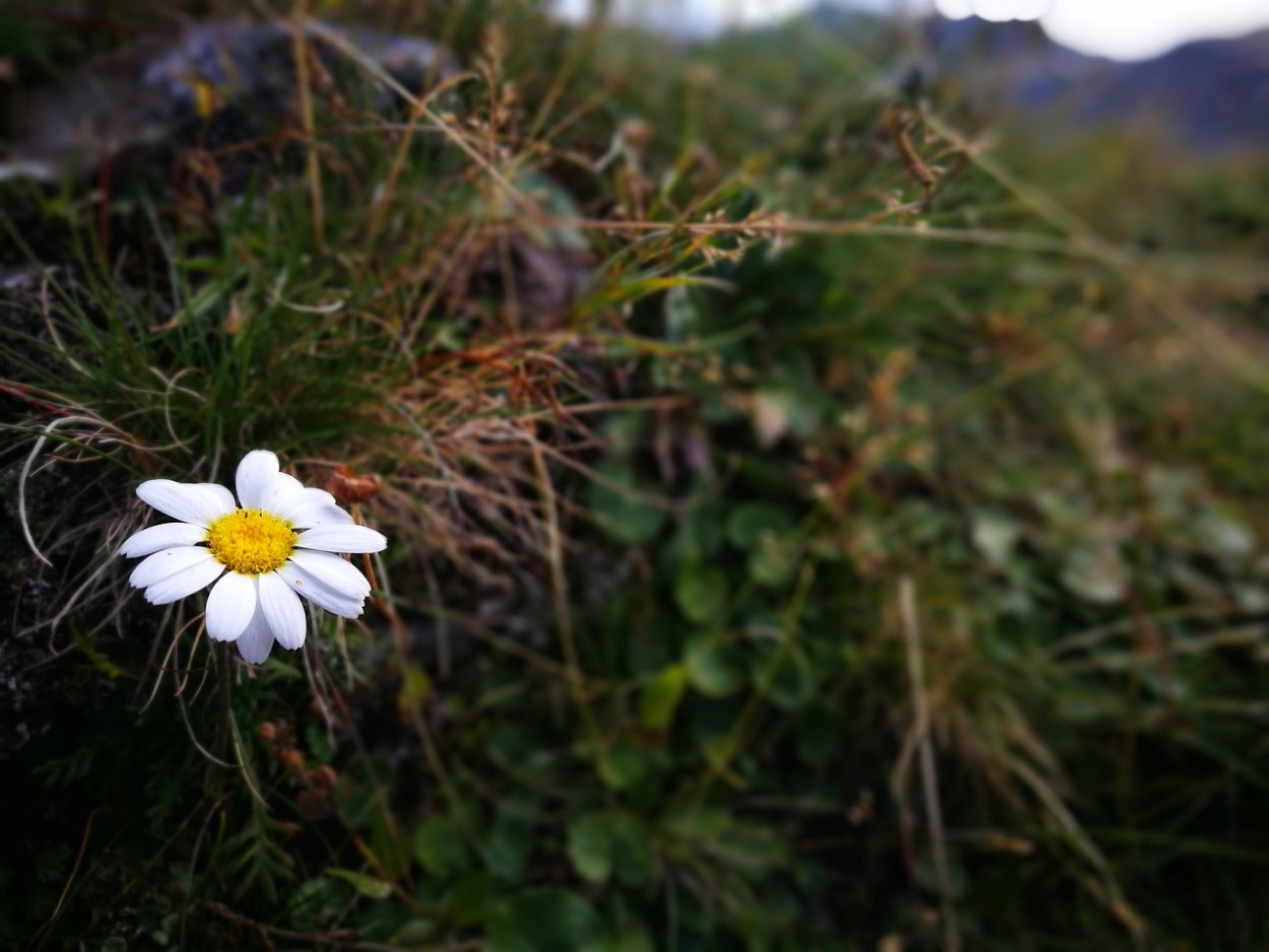 Ромашка Горная сухой