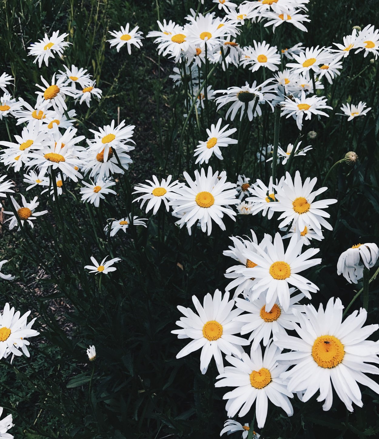 Ромашки сохраненки