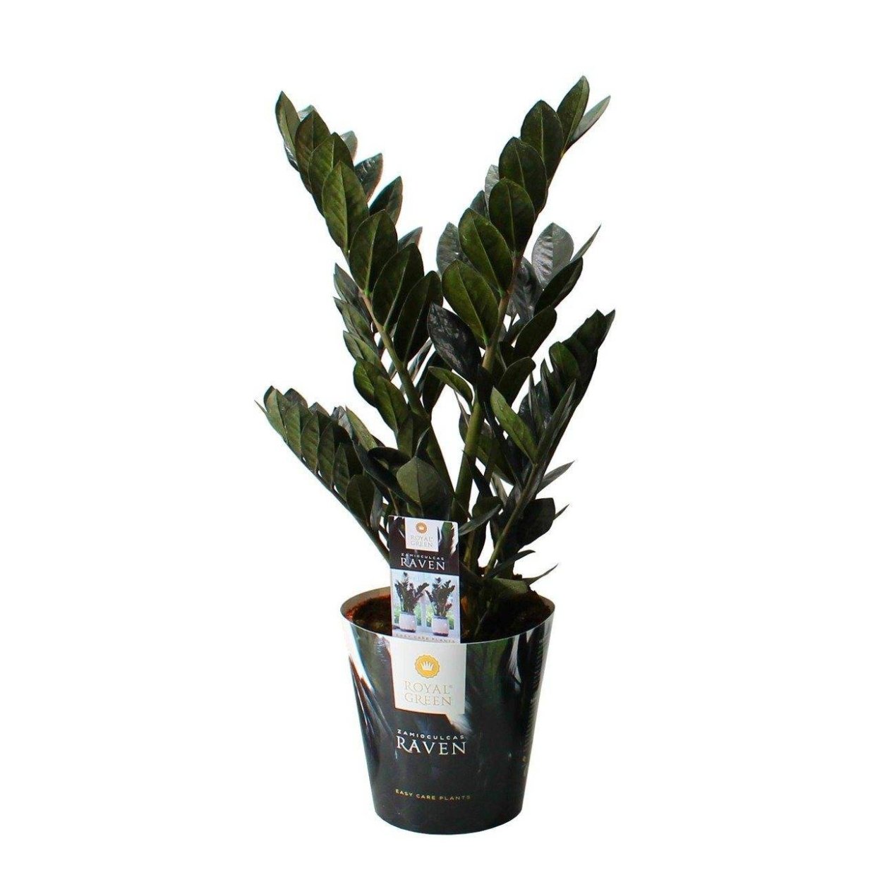 Замиокулькас Raven черный