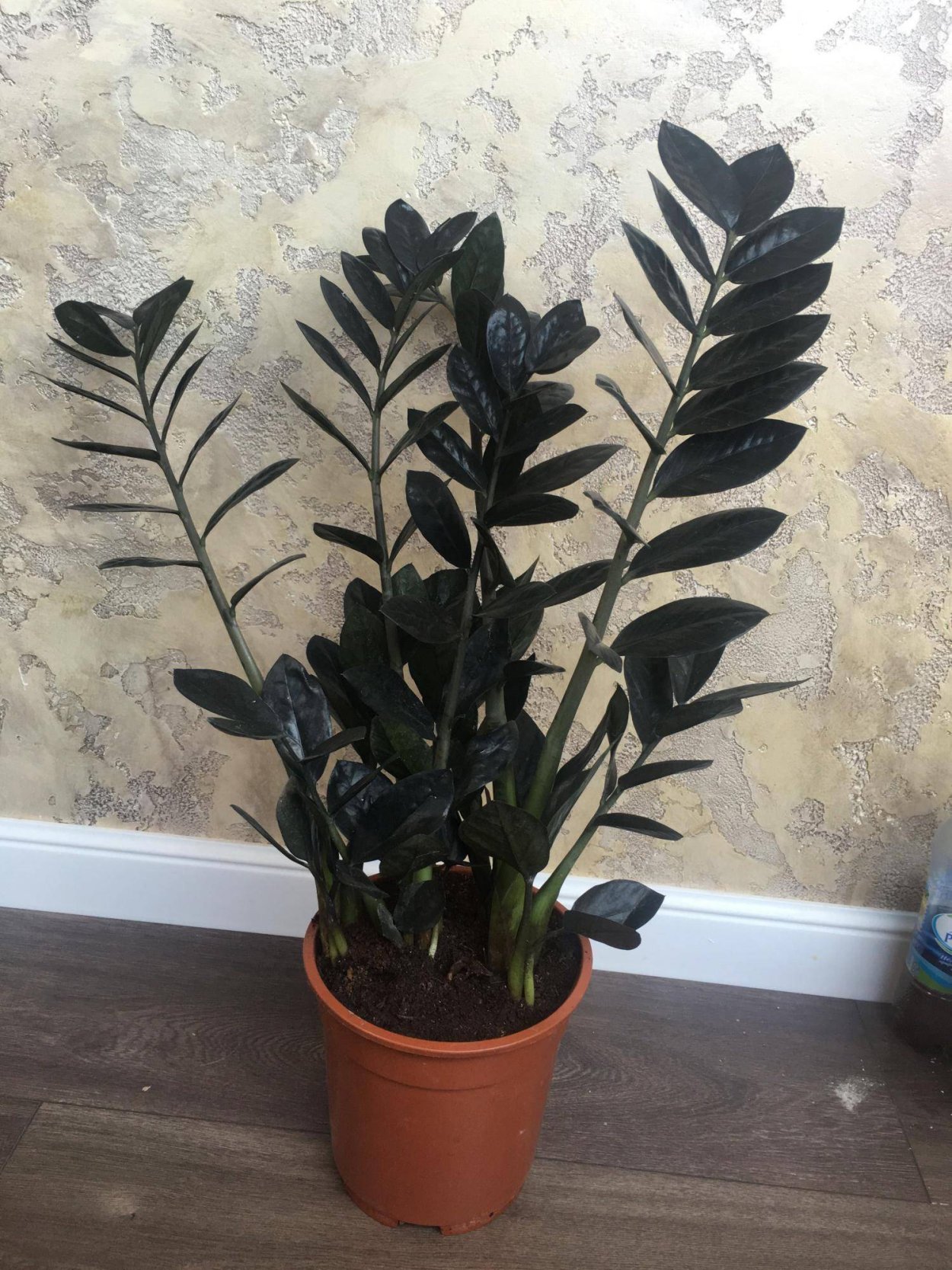 Замиокулькас Давон