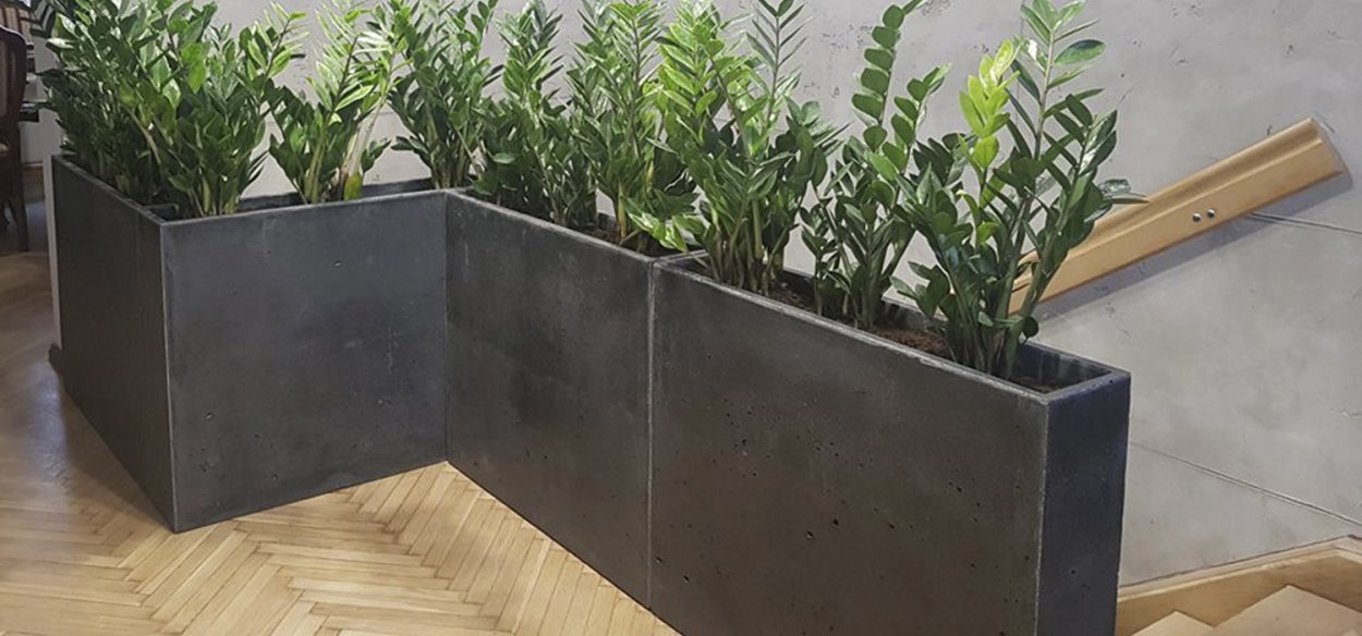 Замиокулькас в горшке