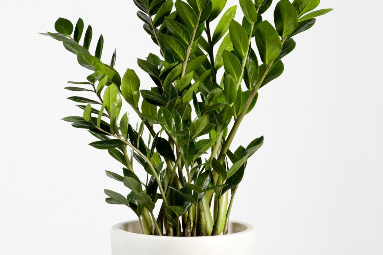 Zamioculcas Raven 3+