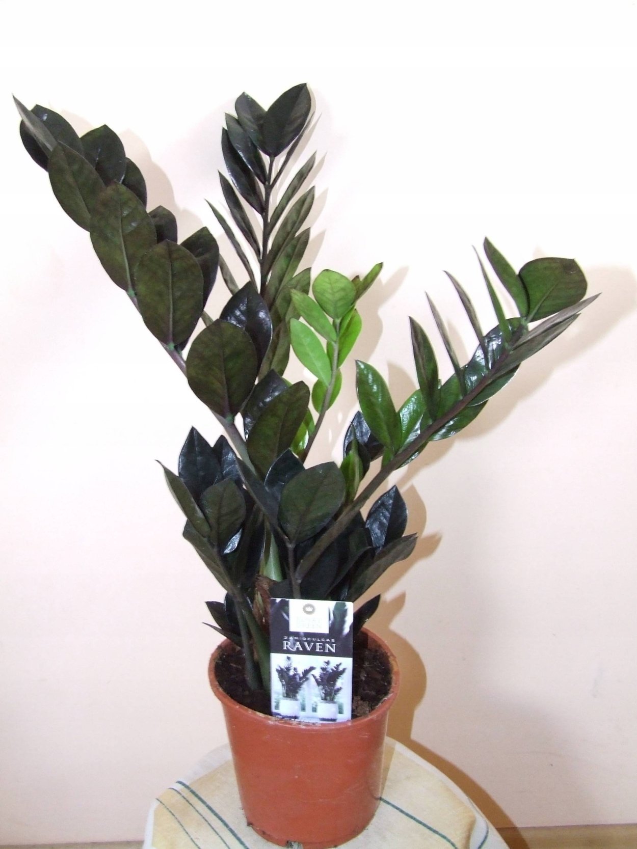 Замиокулькас долларовое