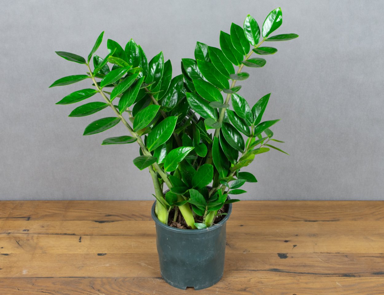 Замиокулькас пурпурный