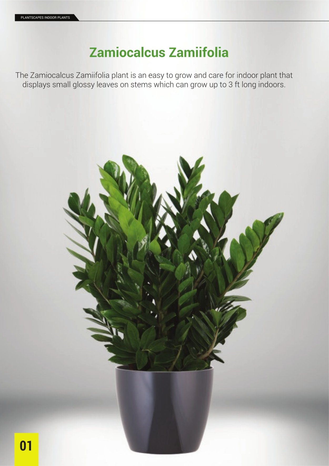 Замиокулькас Вариегата