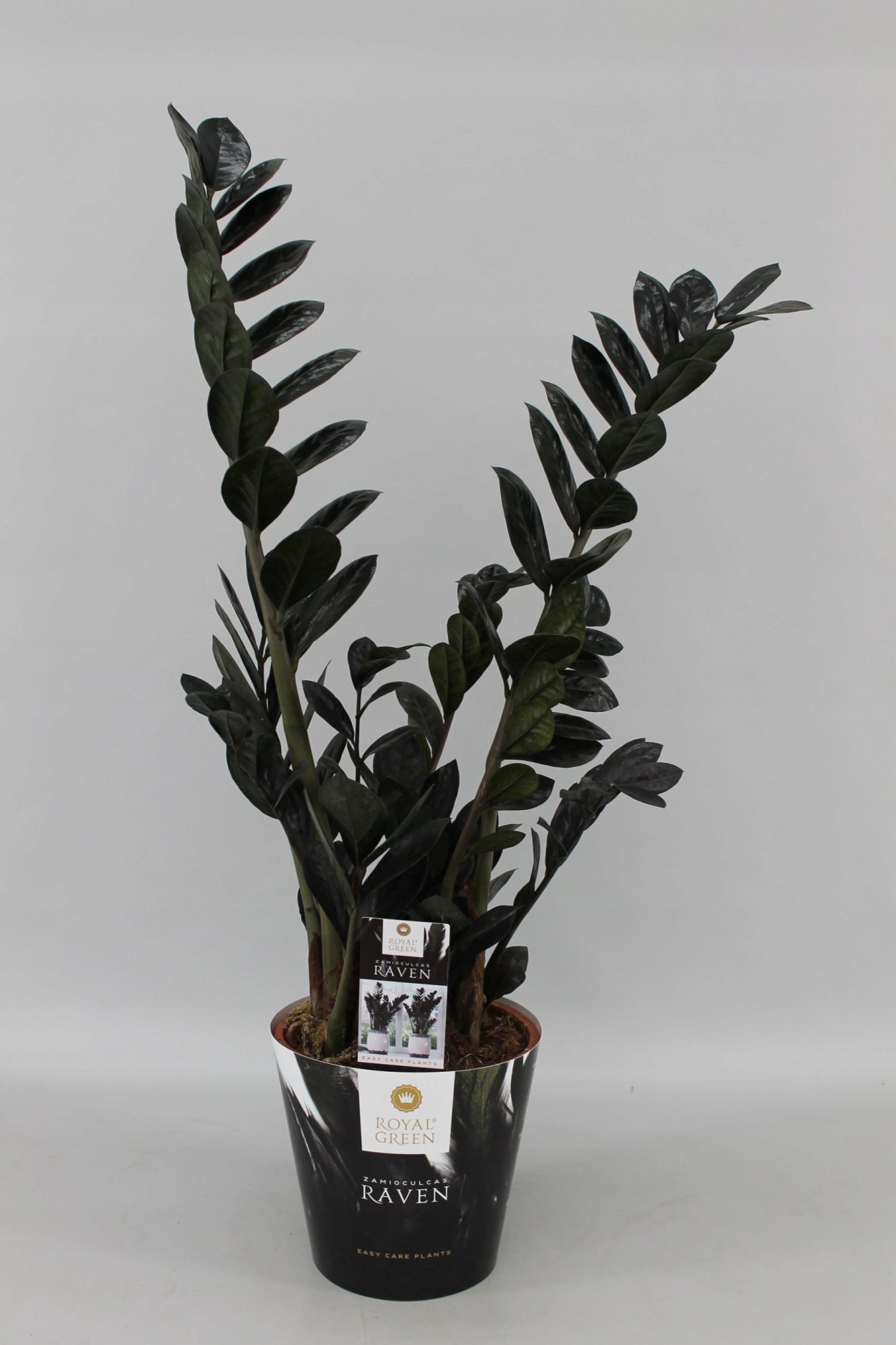 Блэк Рейвен замиокулькас