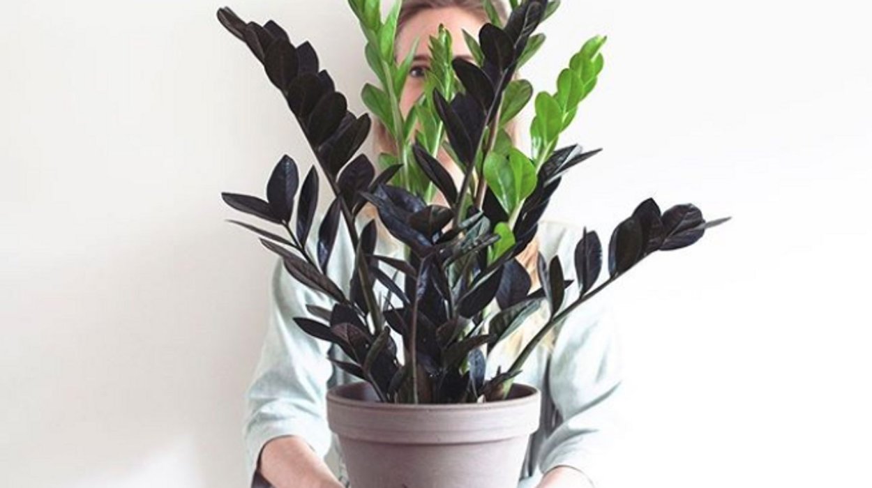 Замиокулькас Зензи