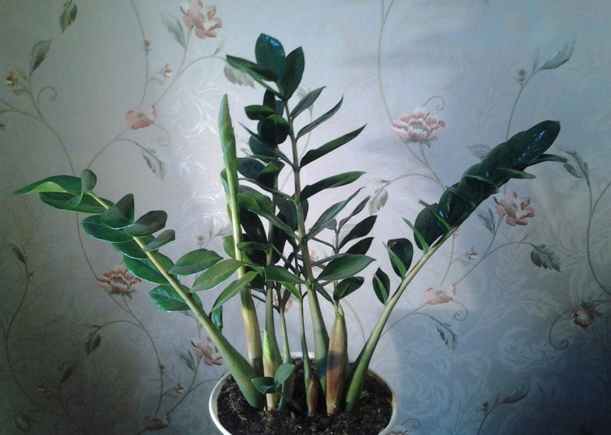 Замиокулькас Замия