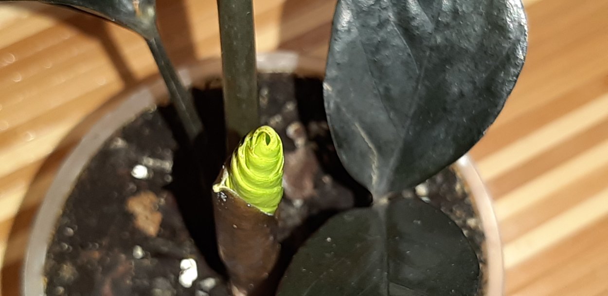 Замиокулькас Зенди