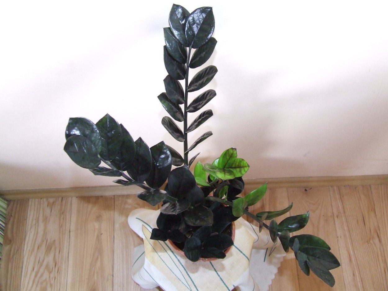 Замиокулькас Суприм